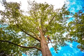 Best Tree Maintenance Programs  in Huntington, VA