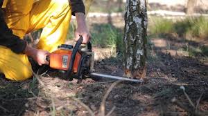 How Our Tree Care Process Works  in  Huntington, VA