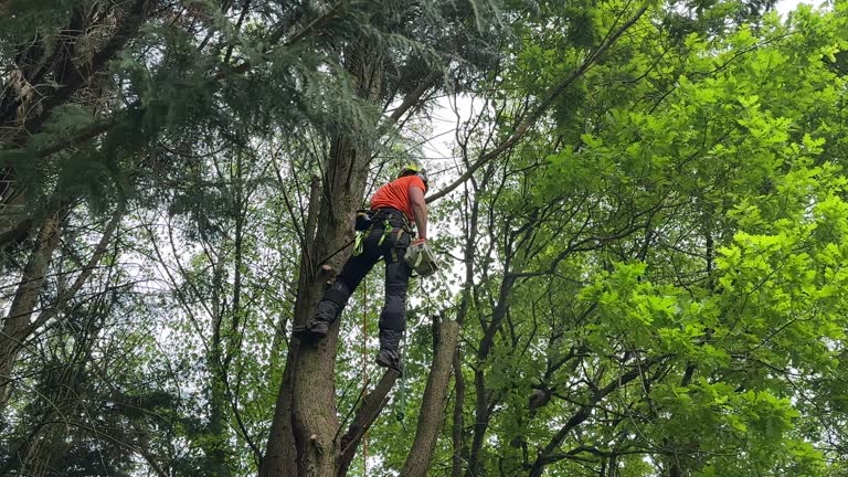 Best Leaf Removal  in Huntington, VA